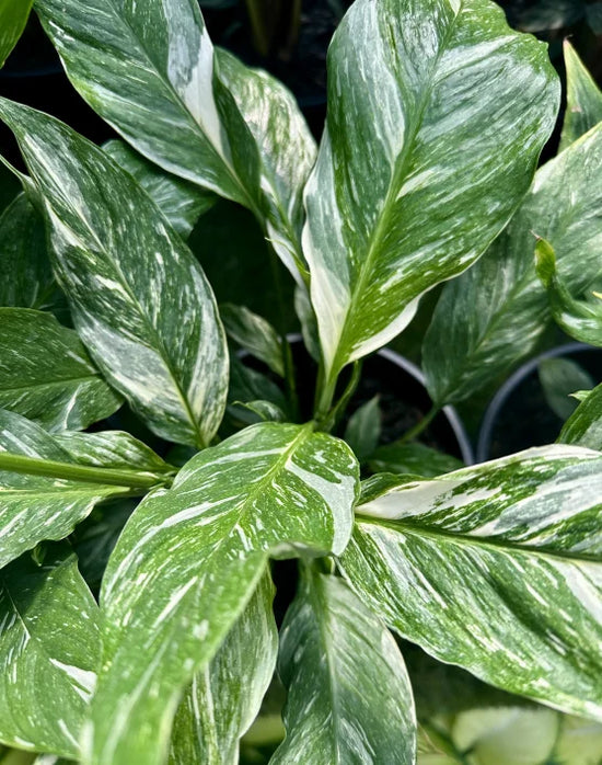 Spathiphyllum floribundum - 'Jet Diamond'