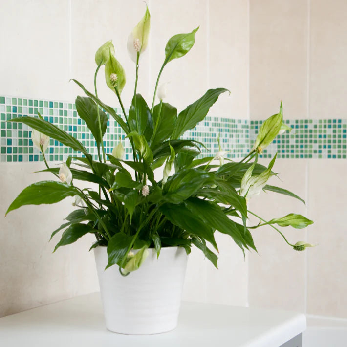 Spathiphyllum floribundum - 'Jet Diamond'