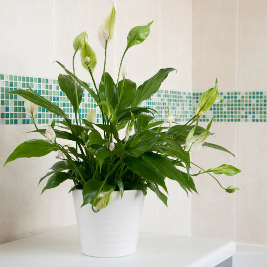 Spathiphyllum floribundum - 'Jet Diamond'