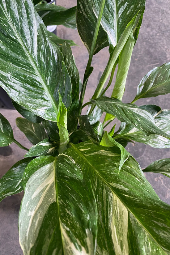 Spathiphyllum floribundum - 'Jet Diamond'
