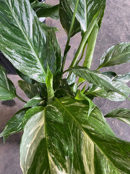 Spathiphyllum floribundum - 'Jet Diamond'