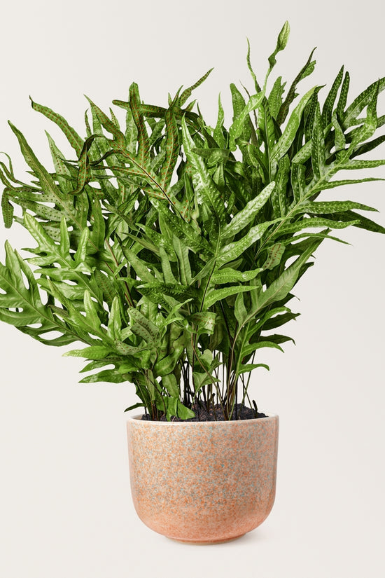 Humata tyermannii - 'Rabbit Foot Fern'