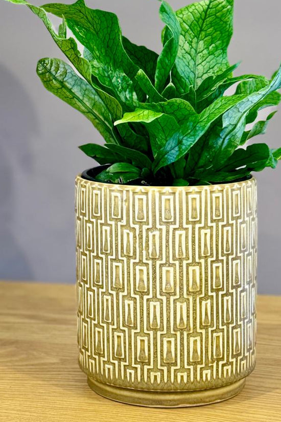 Green potted Microsorum musifolium ‘Crocodyllus’ plant in a decorative pot on a wooden surface with a grey background