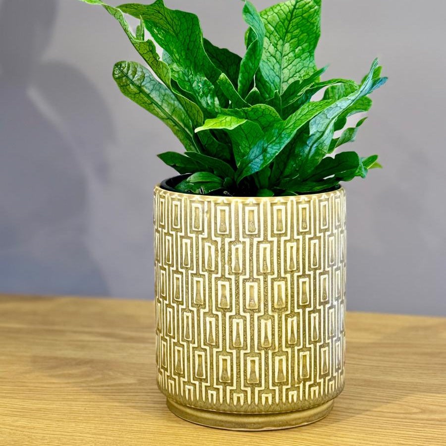 Green potted Microsorum musifolium ‘Crocodyllus’ plant in a decorative pot on a wooden surface with a grey background