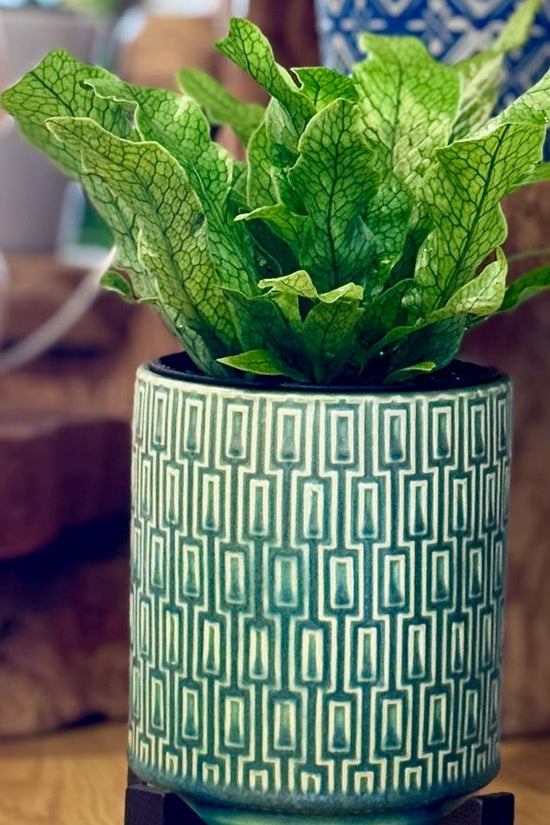 Potted Microsorum musifolium ‘Crocodyllus’ plant with a The Side Table Star pot on a wooden surface