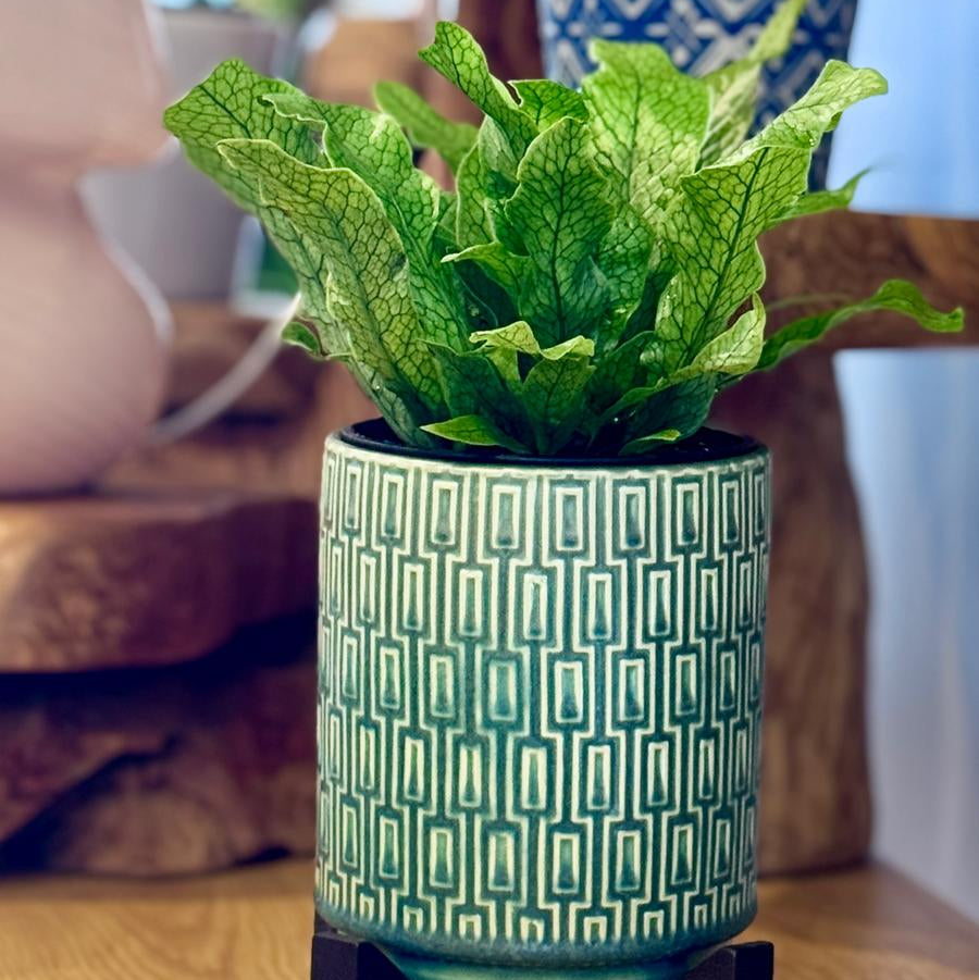 Potted Microsorum musifolium ‘Crocodyllus’ plant with a The Side Table Star pot on a wooden surface