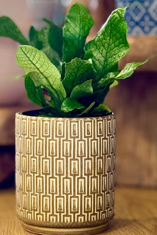 Potted Microsorum musifolium ‘Crocodyllus’ plant in The Side Table Star pot on a wooden surface with a blurred background