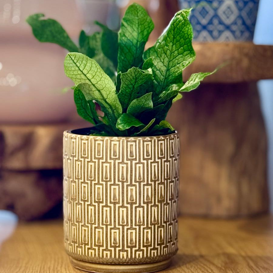 Potted Microsorum musifolium ‘Crocodyllus’ plant in The Side Table Star pot on a wooden surface with a blurred background