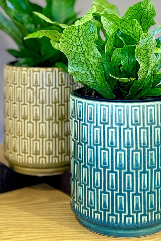Two potted Microsorum musifolium ‘Crocodyllus’ plants in The Side Table Star pots on a wooden surface with a grey background