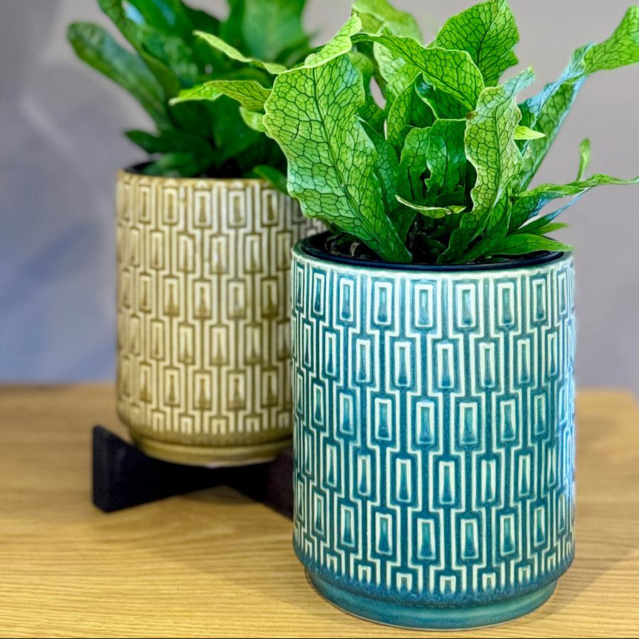 Two potted Microsorum musifolium ‘Crocodyllus’ plants in The Side Table Star pots on a wooden surface with a grey background