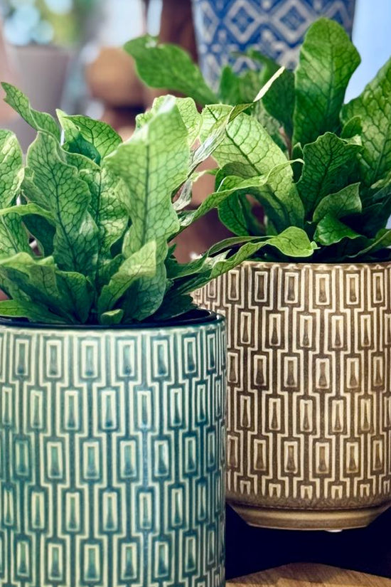 Two potted Microsorum musifolium ‘Crocodyllus’ plants in decorative pots on a wooden surface with a blurred background.