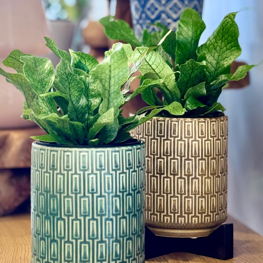 Two potted Microsorum musifolium ‘Crocodyllus’ plants in decorative pots on a wooden surface with a blurred background.