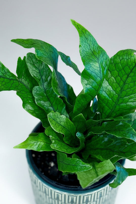 Potted Microsorum musifolium ‘Crocodyllus’ plant on a wooden surface with a blurred background