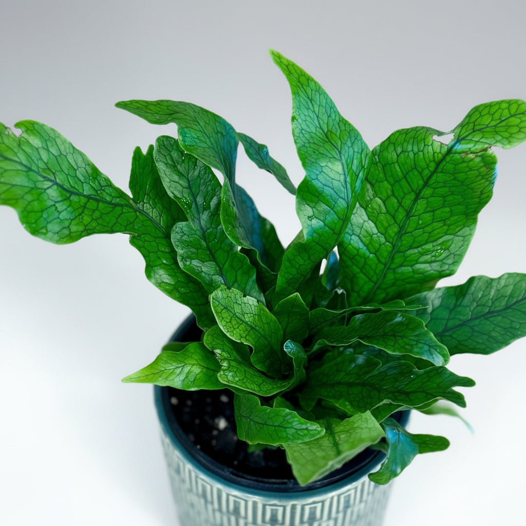 Potted Microsorum musifolium ‘Crocodyllus’ plant on a wooden surface with a blurred background