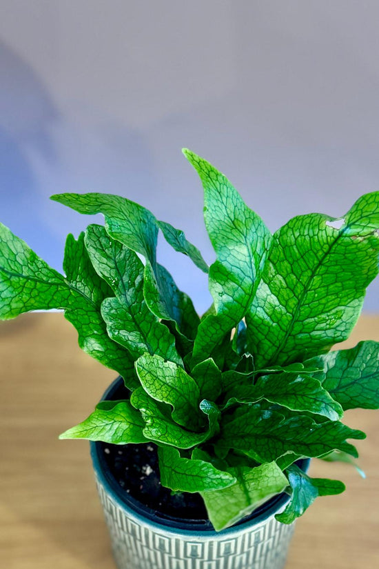 Potted Microsorum musifolium ‘Crocodyllus’ plant on a wooden surface with a blurred background