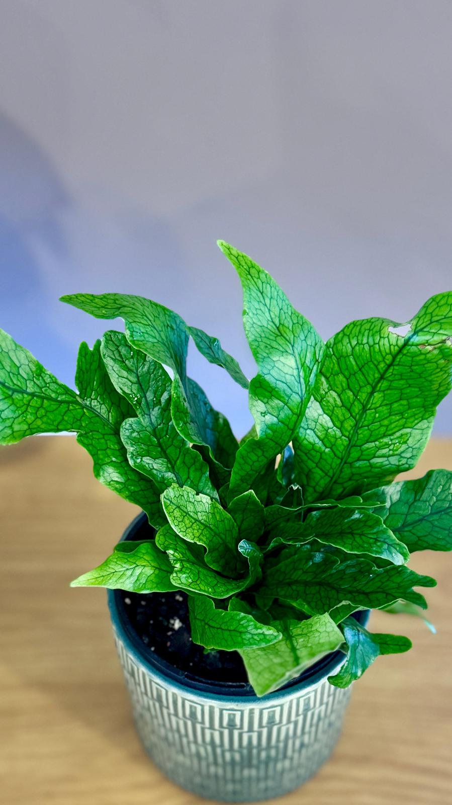 Potted Microsorum musifolium ‘Crocodyllus’ plant on a wooden surface with a blurred background