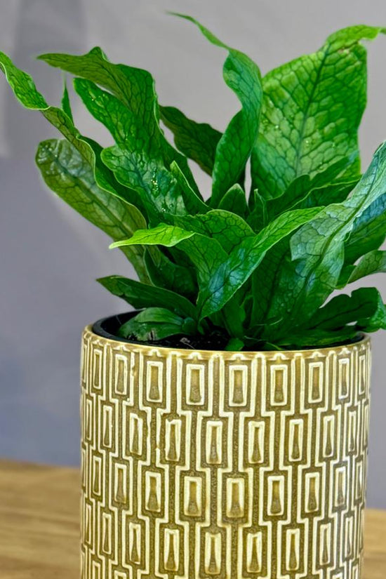 Green potted Microsorum musifolium ‘Crocodyllus’ plant in a decorative gold pot on a wooden surface with a grey background