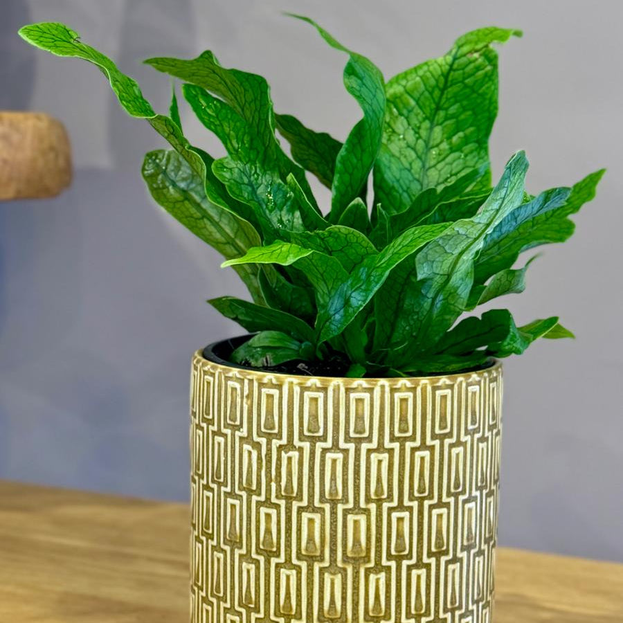 Green potted Microsorum musifolium ‘Crocodyllus’ plant in a decorative gold pot on a wooden surface with a grey background