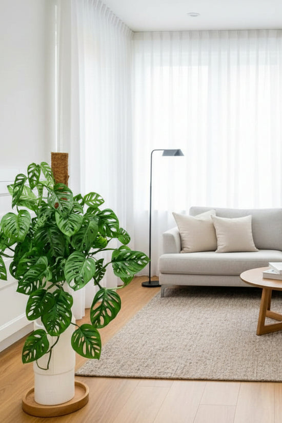 Green monstera plant in a pot against a white wall.