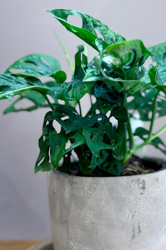 Potted Monstera adansonii ‘Monkey Mask’ plant with green leaves in a concrete pot on a wooden surface
