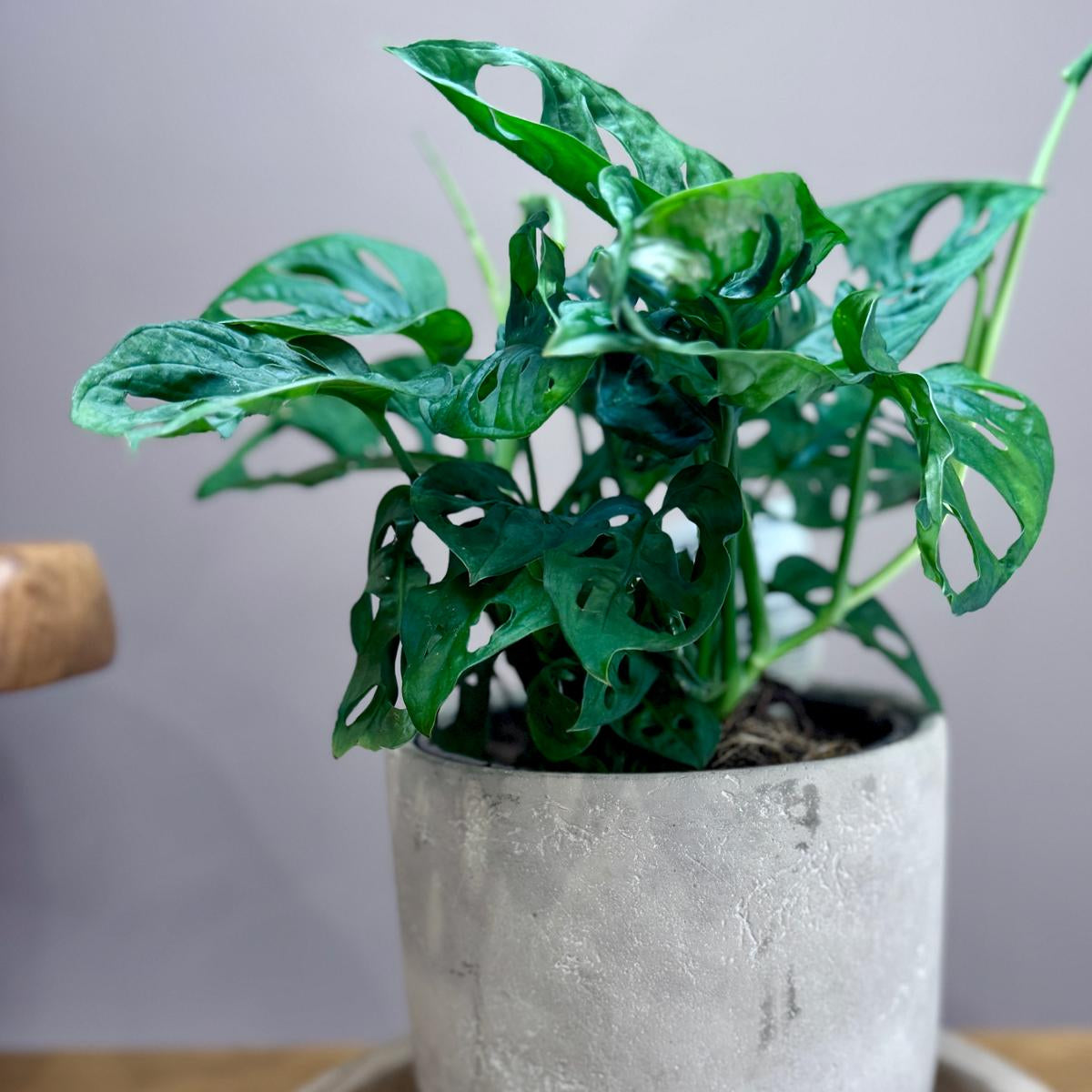 Potted Monstera adansonii ‘Monkey Mask’ plant with green leaves in a concrete pot on a wooden surface