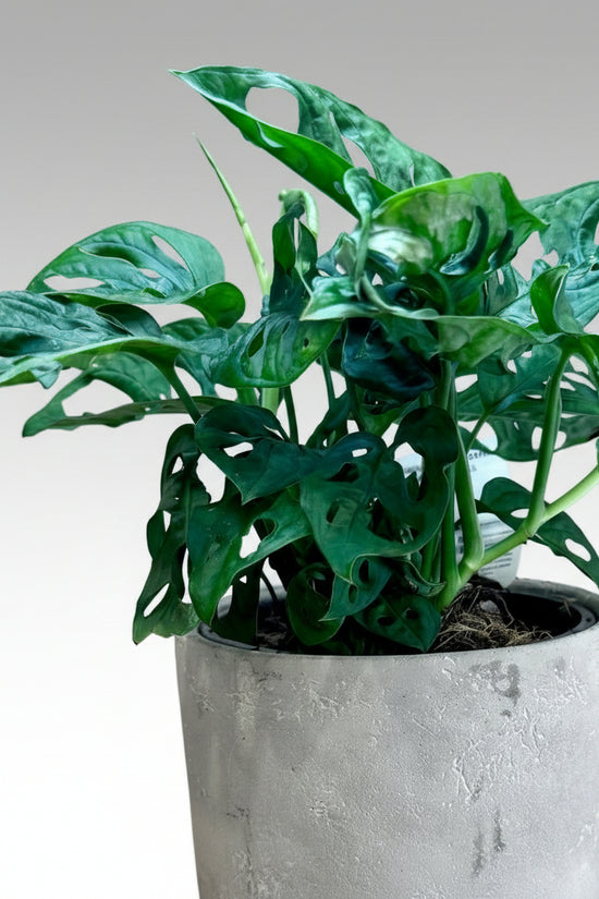Potted Monstera adansonii ‘Monkey Mask’ plant on a wooden surface with a neutral background
