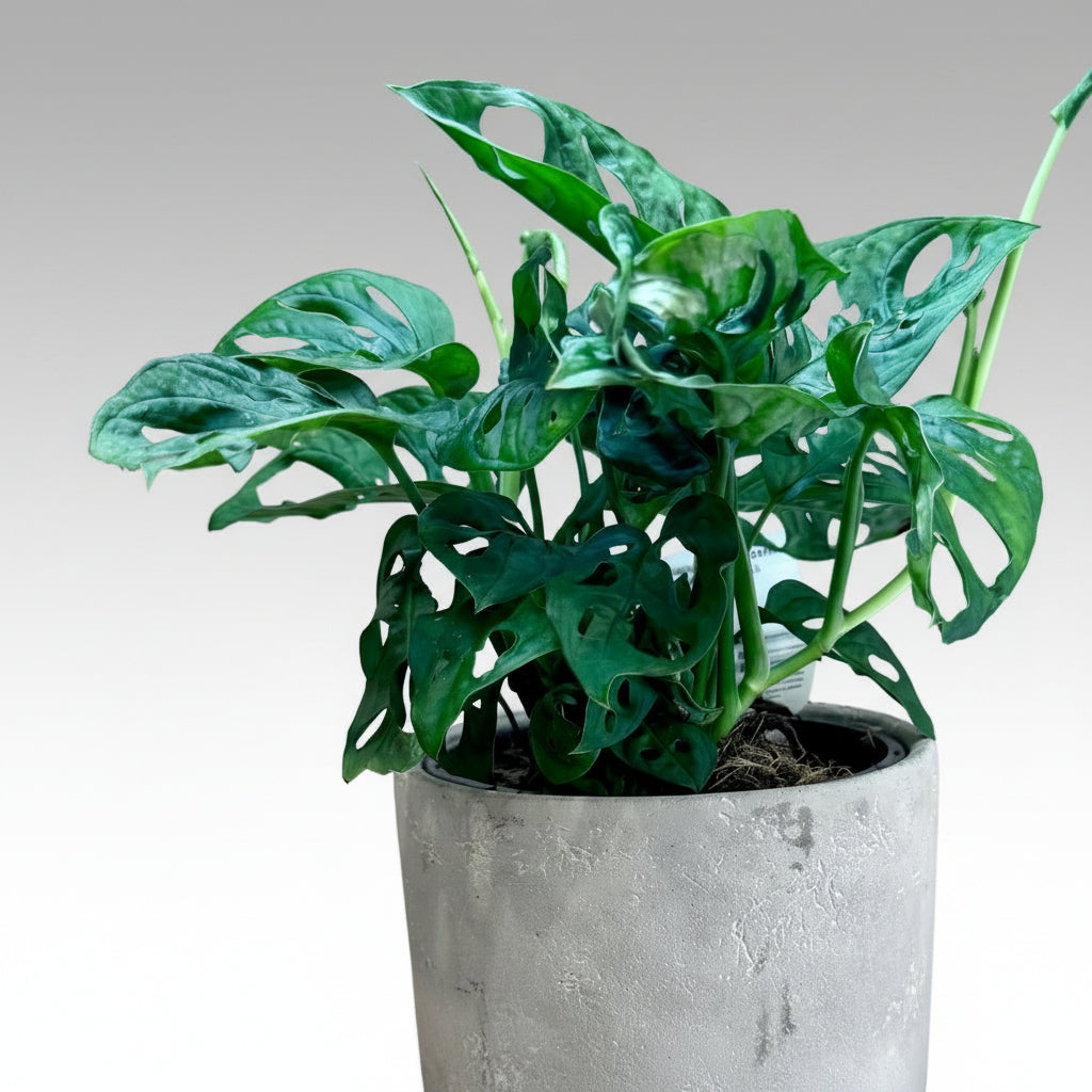 Potted Monstera adansonii ‘Monkey Mask’ plant on a wooden surface with a neutral background