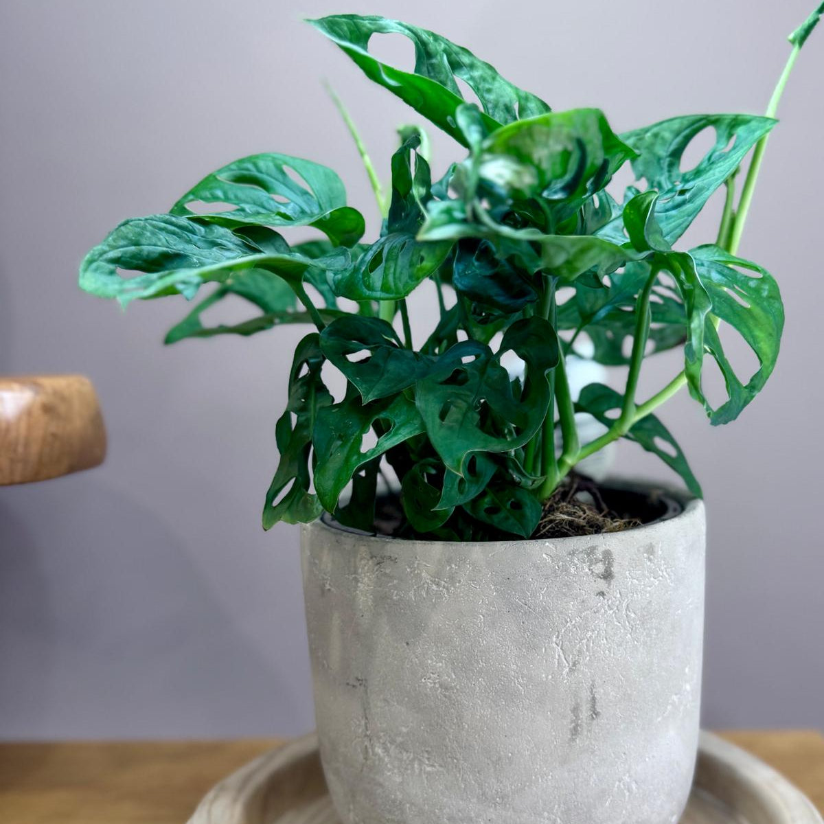 Green potted Monstera adansonii ‘Monkey Mask’ plant in a concrete pot on a wooden surface with a neutral background