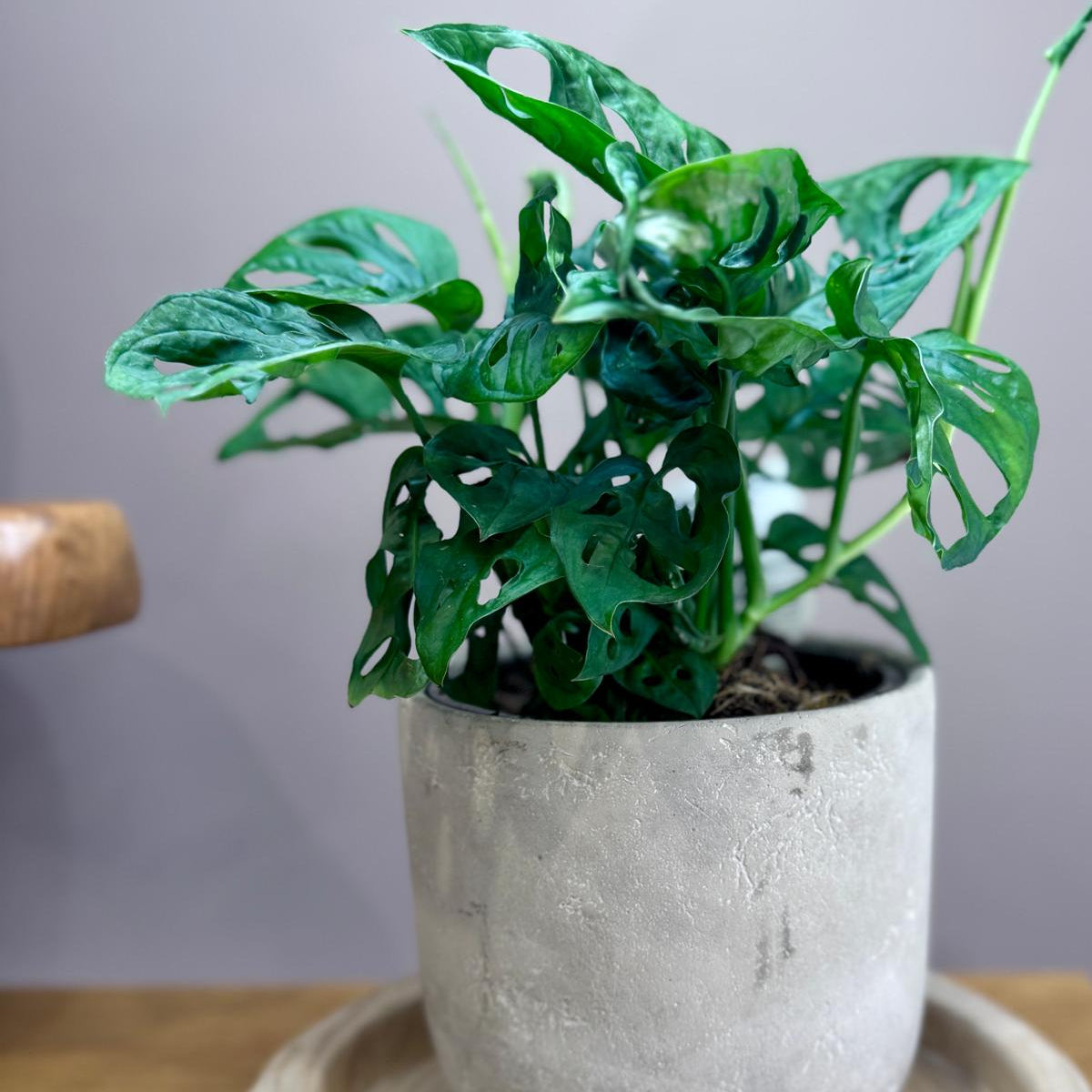 Potted Monstera adansonii ‘Monkey Mask’ plant on a wooden stand with a plain background