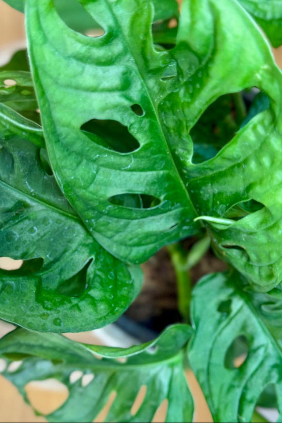 Close-up of a green leafy Monstera adansonii ‘Monkey Mask’ plant with a blurred background