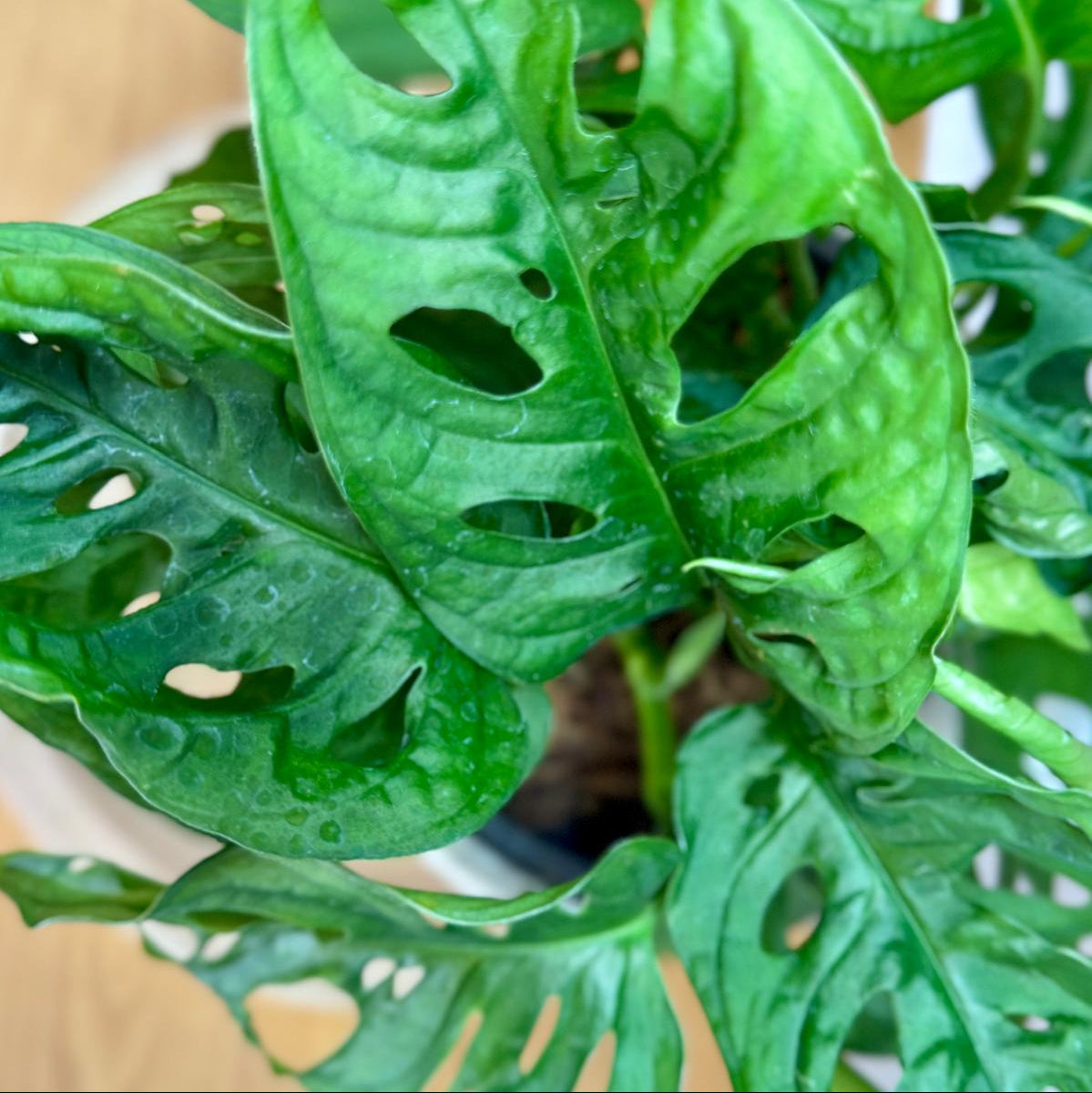 Close-up of a green leafy Monstera adansonii ‘Monkey Mask’ plant with a blurred background