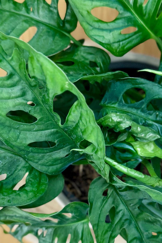 Close-up of a green Monstera adansonii ‘Monkey Mask’ plant with heart-shaped leaves on a wooden surface.