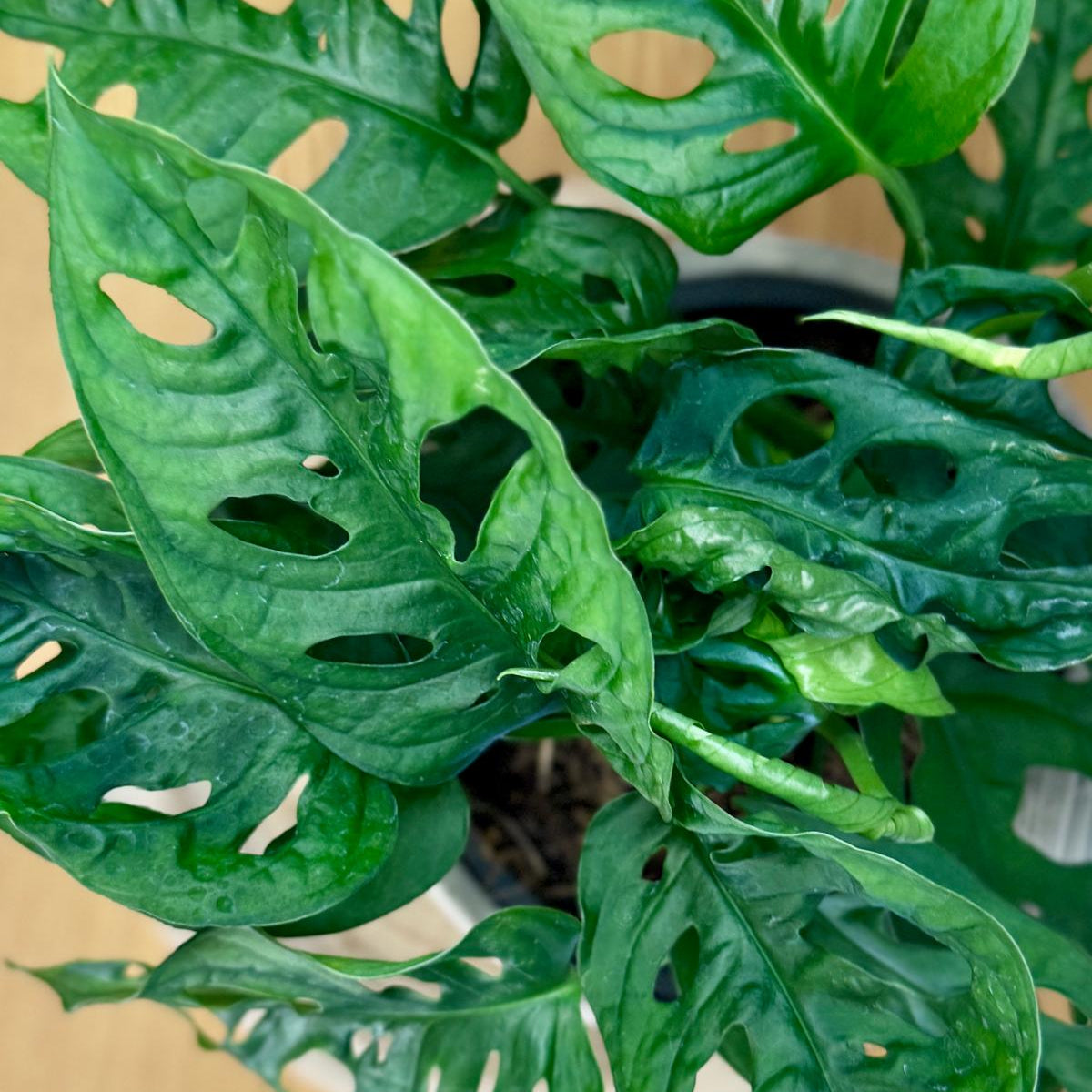 Close-up of a green Monstera adansonii ‘Monkey Mask’ plant with heart-shaped leaves on a wooden surface.