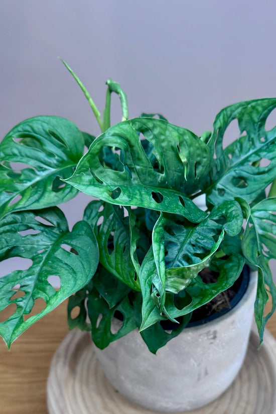 Potted Monstera adansonii ‘Monkey Mask’ plant with green leaves on a wooden surface