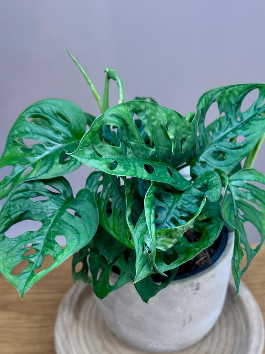 Potted Monstera adansonii ‘Monkey Mask’ plant with green leaves on a wooden surface