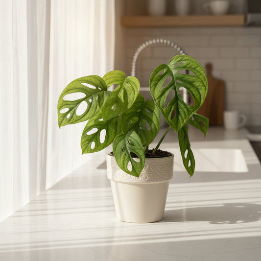 Potted plant with green leaves in an orange pot on a white background
