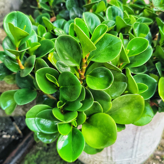 Peperomia obtusifolia - 'Jade'