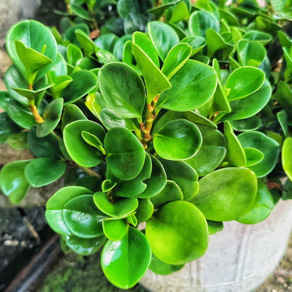 Peperomia obtusifolia - 'Jade'