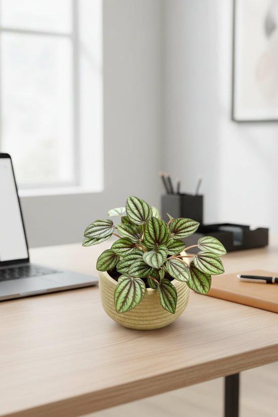 Potted plant with green and red leaves on a wooden surface