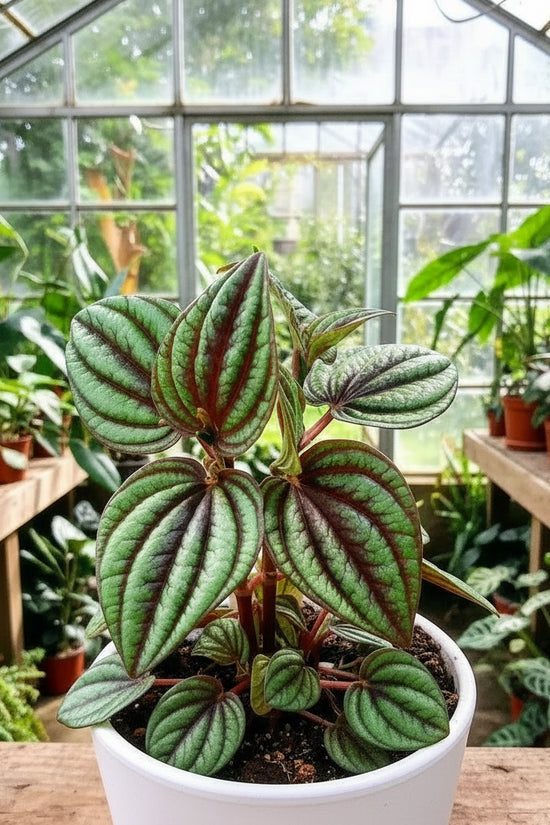 Potted plant with green and red striped leaves