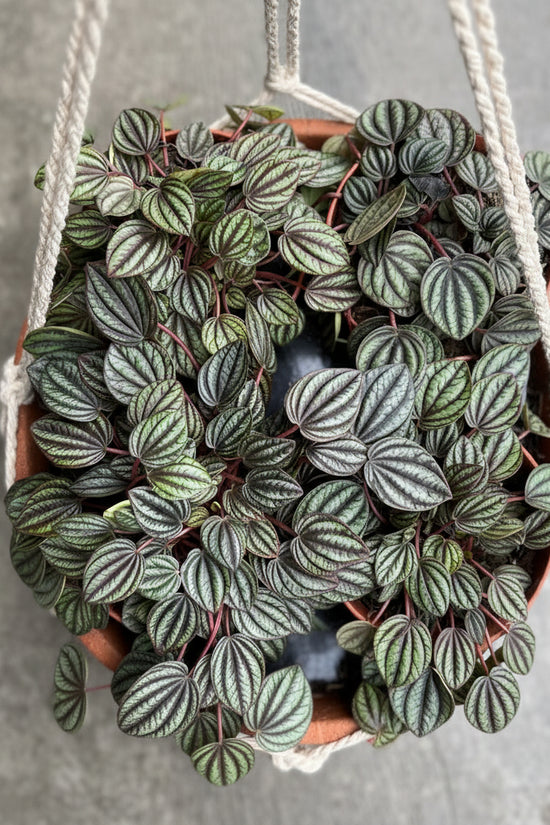 Potted plant with heart-shaped leaves on a neutral background