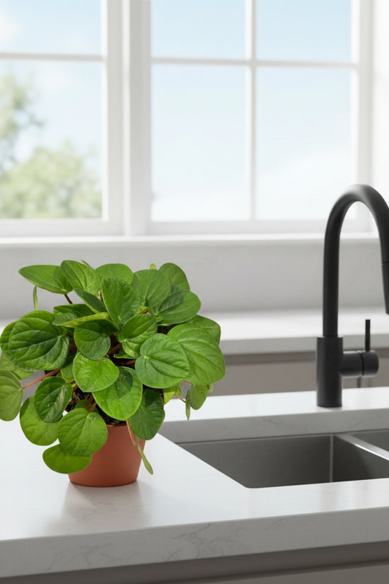 Green potted plant on a white background