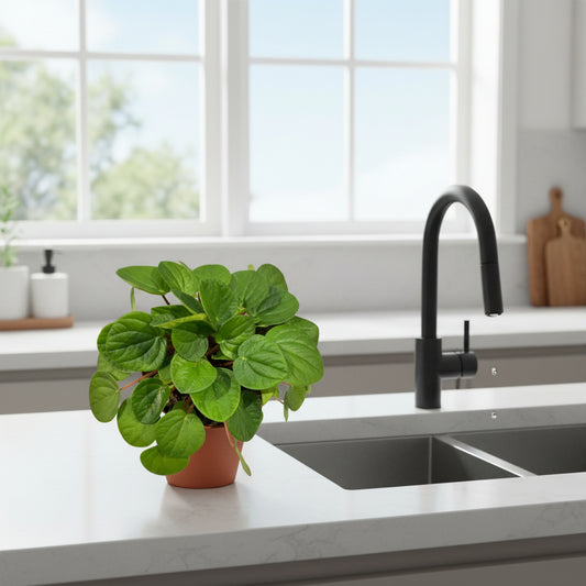 Green potted plant on a white background