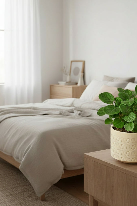 Potted plant with green leaves on a white background