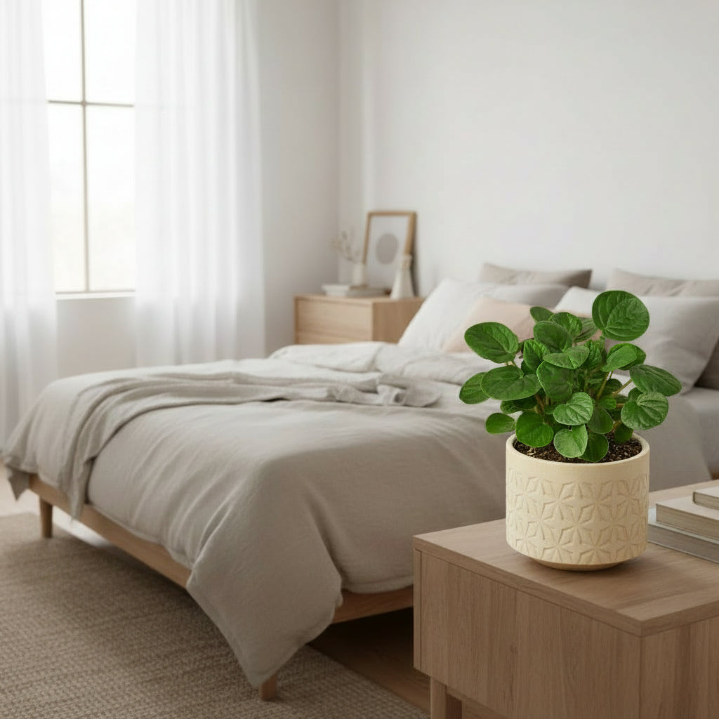 Potted plant with green leaves on a white background