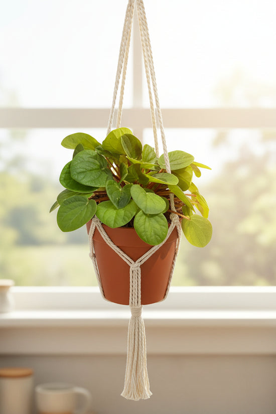 Potted plant with green leaves on a white background
