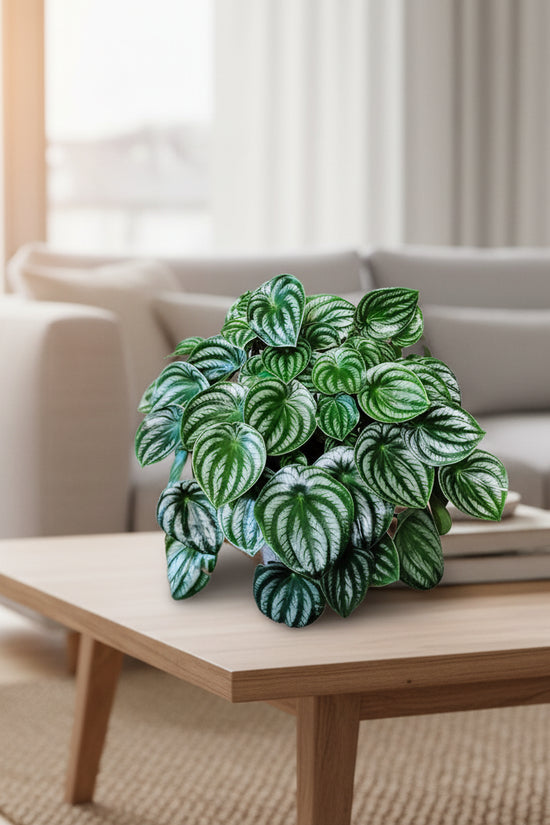 Potted plant with green and white leaves on a wooden surface