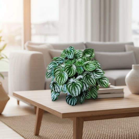 Potted plant with green and white leaves on a wooden surface