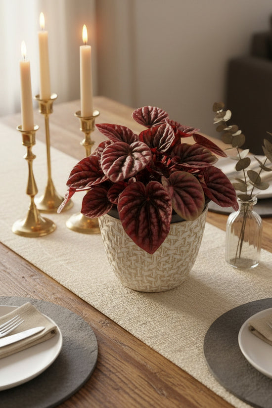 Pilea peperomioides plant with red and green leaves on a white background