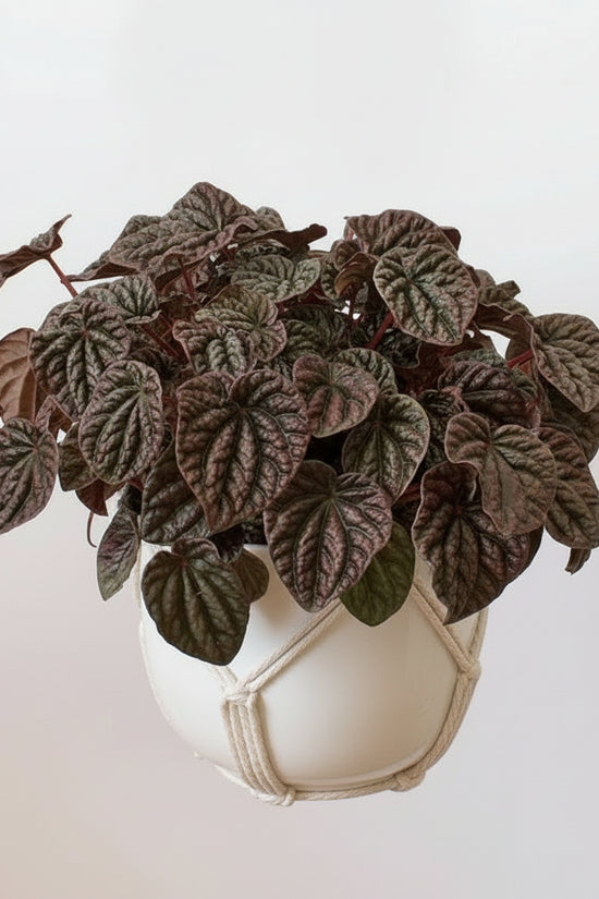 Peperomia caperata - 'Red Luna'